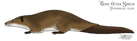 Giant Otter Shrew by Ognimdo2002 on DeviantArt