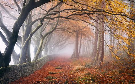 1920x1080px, 1080P free download | Misty Forest, path, forest, autumn, mist, HD wallpaper | Peakpx