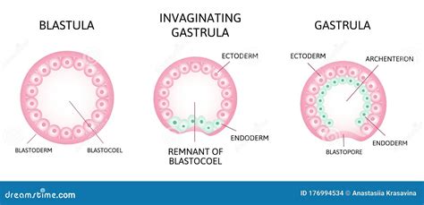 The Process of Gastrulation. Remnant of Blastocoel, Invaginating ...