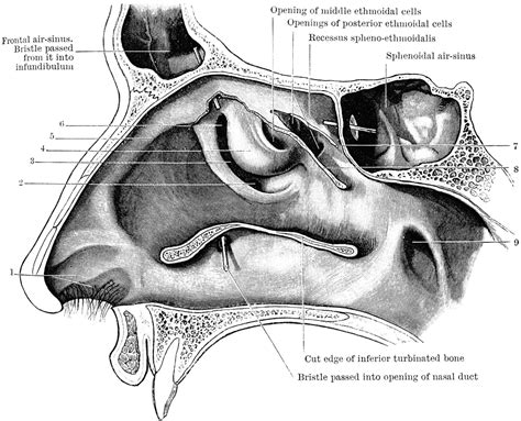 Outer Wall of Nose | ClipArt ETC