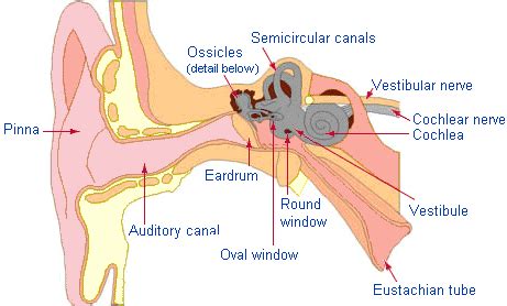 How does TMJ cause Tinnitus (ringing of the ears?) - Konig Center for ...