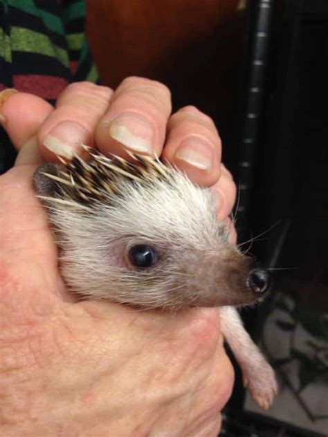 Living With A Blind Hedgehog - Heavenly Hedgies