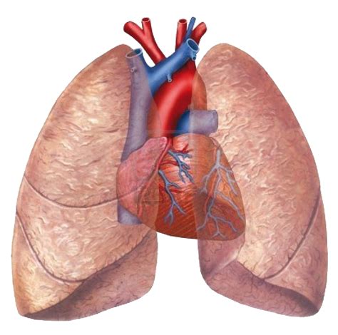 informatica anatomia pulmonar - Mind Map