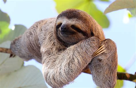 Sloths In The Amazon Rainforest - Rainforest Cruises