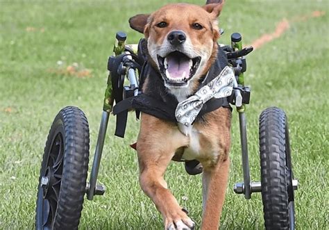 5 Reasons Why Dogs Need Wheelchairs Too - Miss Molly Says