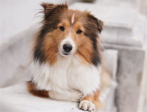 Which Dogs Look Like Small Collies