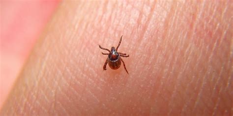 What Ticks Carry Lyme Disease? | Everlywell