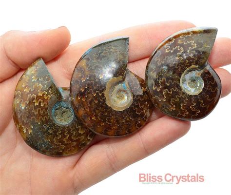 1 Large Sutured AMMONITE Fossil Chambered Nautilus 1.9 | Ammonite ...