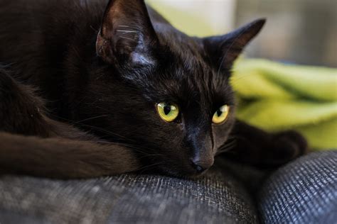 14 Surprising Facts About The Bombay Cat | PetPress