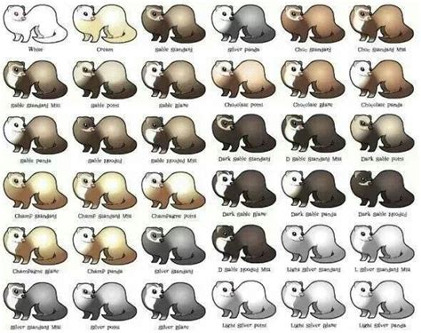 Ferret color chart | Cute ferrets, Ferret colors, Pet ferret