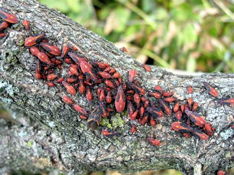 The Joyce Road Neighborhood: Boxelder Bug