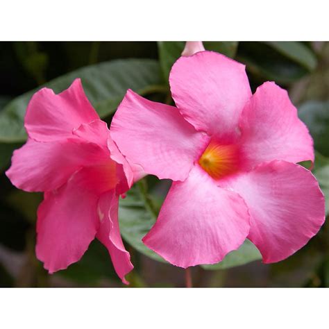 Pink Brazilian Jasmine Plant - Mandevilla - 4" Pot - Walmart.com ...