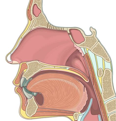 Nose Anatomy By Collection Abecasis/science Photo Library | lupon.gov.ph