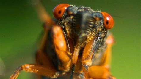 Hungry? Try these seasonal cicada recipes