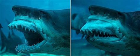 Sharks have a very unique jaw structure, which makes their mouths especially effective weapons ...