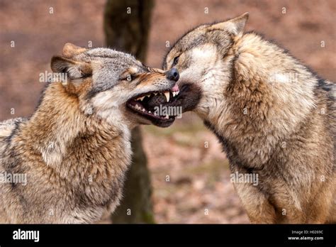 Wolf biting hi-res stock photography and images - Alamy