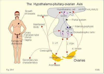 Clash of Worlds : Copulation Portal System, Pre Med, Oestrogen, Ovaries, Uterus, Libido, Medical ...