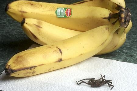 Have You Checked Your Bananas for Spiders? [Video] - Guardian Liberty Voice