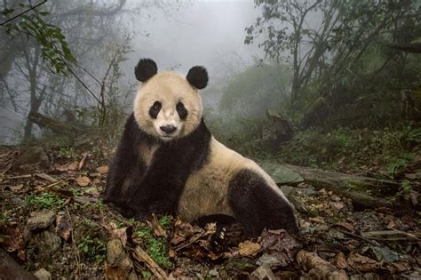 ¿Por qué nos gustan tanto los osos panda?