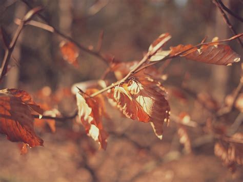 Free Images : tree, nature, branch, plant, sunlight, leaf, fall, flower, spring, red, autumn ...