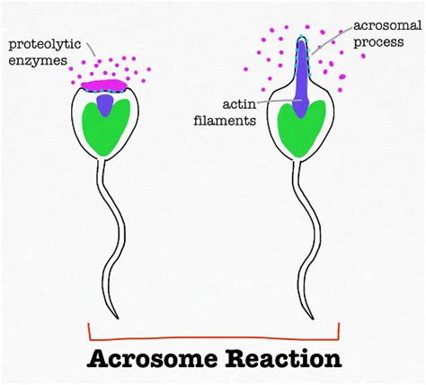 Acrosome: Reaction, Function & Definition - Video & Lesson Transcript | Study.com