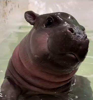 Video shows baby hippo swimming at Richmond zoo in 2024 | Baby hippo ...