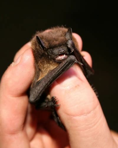 I AM THE NIGHT! As Proclaimed by the Unbelievably Cute Evening Bat