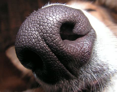 File:Dogs nose.jpg - Wikimedia Commons