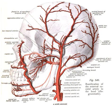 Sobotta.1909.3.540 - Deep temporal arteries - Wikipedia, the free ...