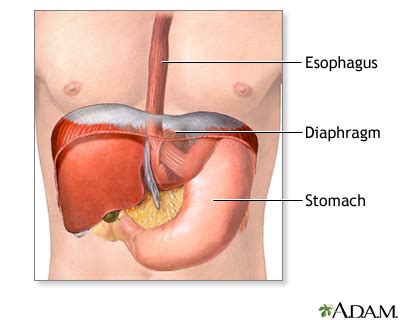 Esophageal Hiatus Anatomy