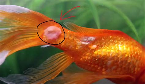 How To Cure fish fungal infection treatment - FishTankLover