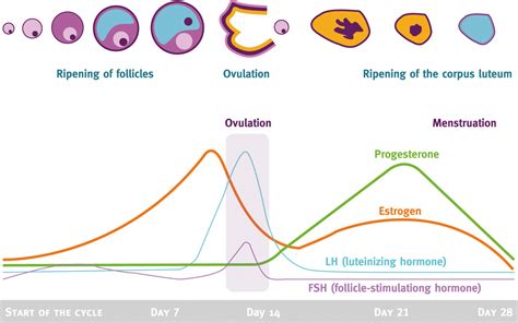 Hormone Testing | Why Your Traditional Testing Sucks