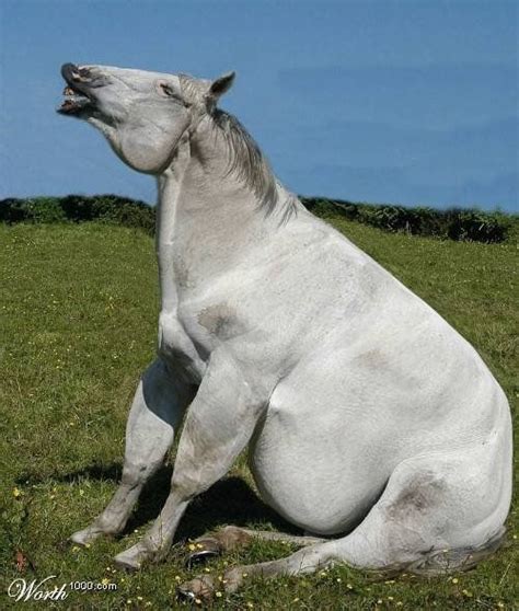 20 Obese Animals Funny Fat Animals, Funny Horses, Animals And Pets, Cute Animals, Fat Horse ...