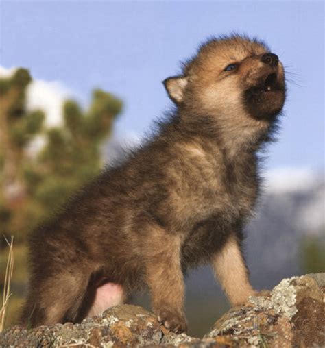 Very Cute Wolf Puppies