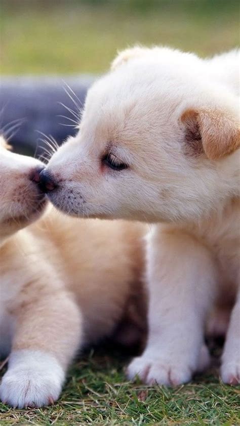 morning kiss puppies | Puppy wallpaper iphone, Cute puppy wallpaper, Puppy wallpaper
