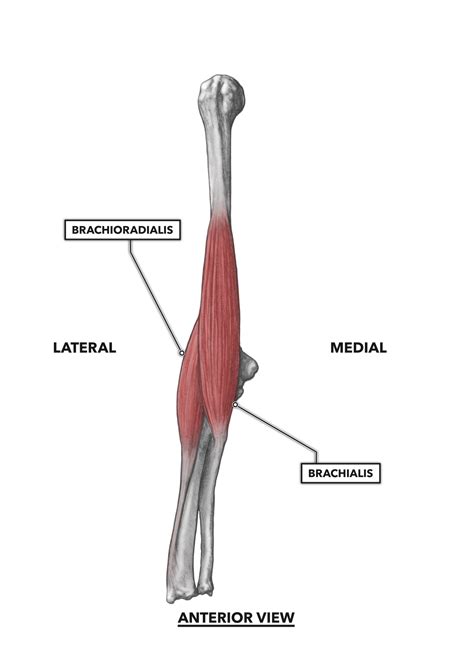 Anterior Elbow Muscles