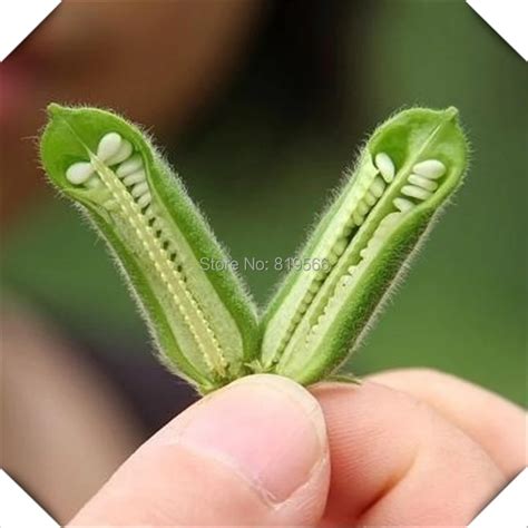 Sesame Tree Seeds Chinese Nutrition Food Green Outdoor Garden Semente home indoor Artificial ...