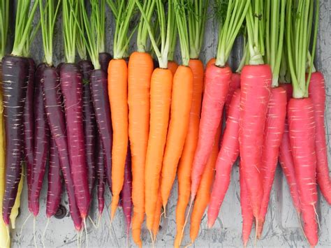 A high-quality carrot genome assembly provides new insights into carotenoid accumulation and ...
