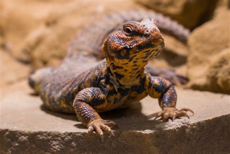 Top 10 Types of Uromastyx Species, Morphs & Colors - More Reptiles