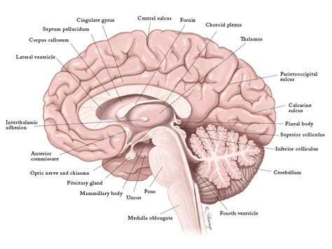 Mid-sagittal Section of the Brain – Sigrid Knemeyer