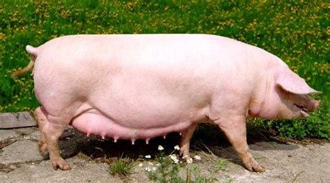 TOP-5 pig breeds for meat | AGRICULTURAL NEWS FROM UKRAINE AND WORLD