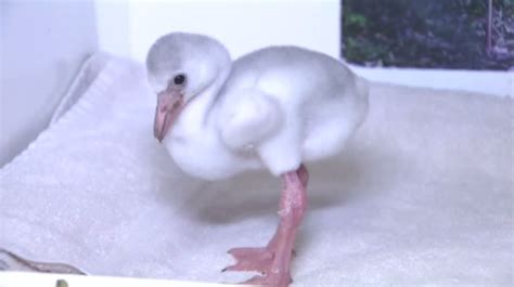 Flamingo hatchling at Flamingo Gardens makes history – WSVN 7News ...