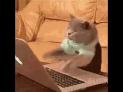 Cat Typing GIF - YouTube