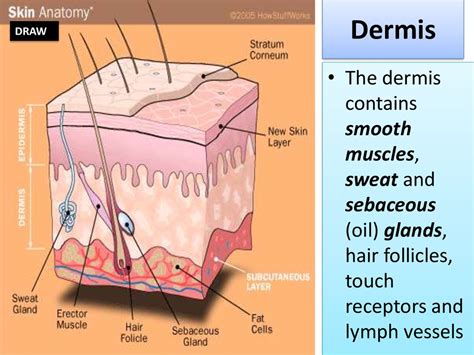 Human integumentary system (SKIN) - online presentation