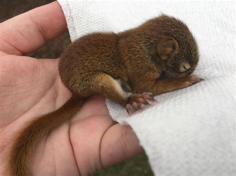 Baby squirrel I found in my driveway : r/aww