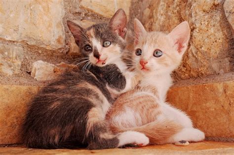 Free Photo | Closeup of two young cats cuddling together at a corner of a stone wall