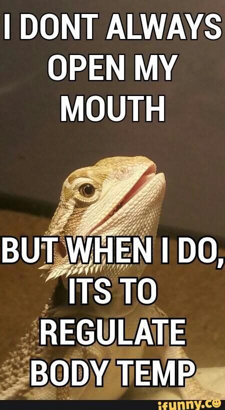 30 Bearded Dragon Memes to Make You Smile | AnimalPages | Bearded Dragon! | Bearded dragon ...