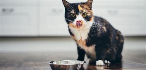 Grain-Free Cat Food: Does Your Cat Really Need It?