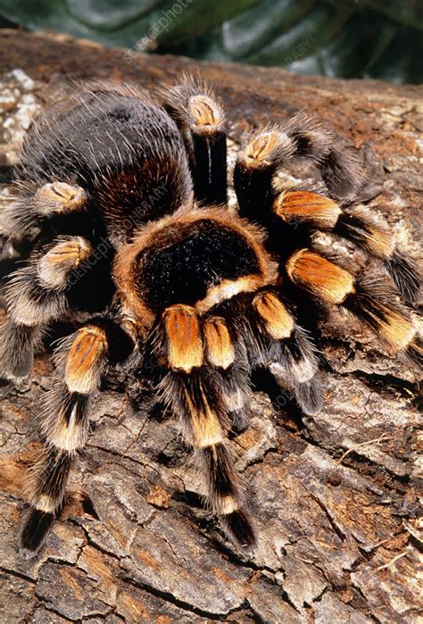 Tarantula Spider