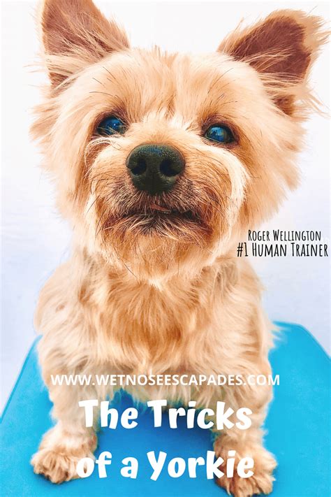 The Tricks of a Yorkie (+ Training Tips) - Wet Nose Escapades